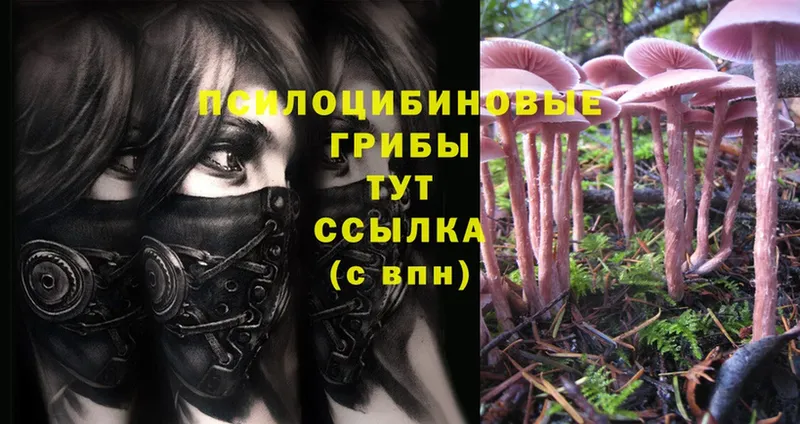 Псилоцибиновые грибы Psilocybe  Калининск 